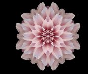 flower-caruna-buubs.jpg